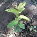 Guayaba