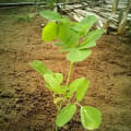 Moringa