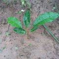 African Mahogany