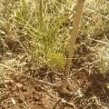 Aleppo Pine