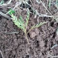 Grevillea