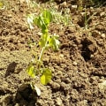 Moringa