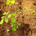 Moringa