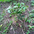Citronnier