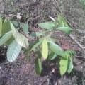 Cacao