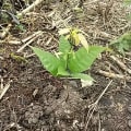 Cacao