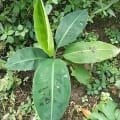 Banane