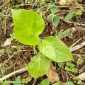 Tree Tomato