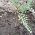 Grevillea