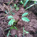 Leucaena