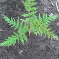 Grevillea