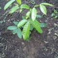 Caoba