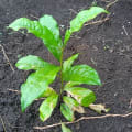 Olivo africano