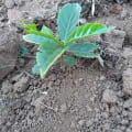 Albero Chiappone
