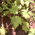 Barbados Nut