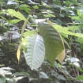 Cacao