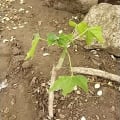 Árbol espinaca