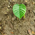 Albero Dinamite
