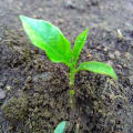 Passion Fruit