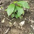 Cacao