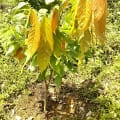 Cacao