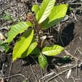 Cacao