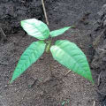 Cacao