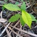 Cacaotier
