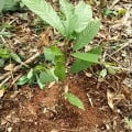 Cacaotier
