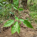 Roble