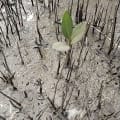 Mangrovia Nera