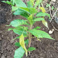 Cacao