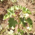 Barbados Nut