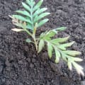 Grevillea