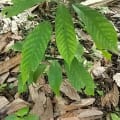 Cacao