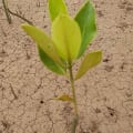 Asiatische Mangrove