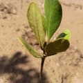 Mangrovia Gialla