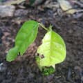 Cacao