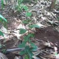 Citronnier