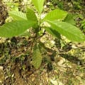 Cacao