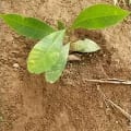 MoRa Cashew