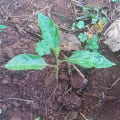 Passion Fruit