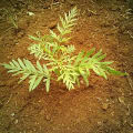 Sirenia Tree