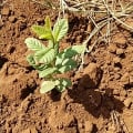 Guayaba