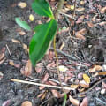 Mangrovia Rossa