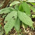 Cacaotier