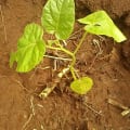 Tree Tomato
