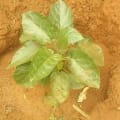 Tree Tomato