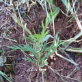 Grevillea