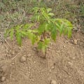 Neem
